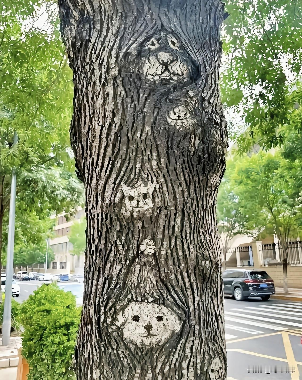 路边拍到的，这树的纹路挺有意思…像什么呀！