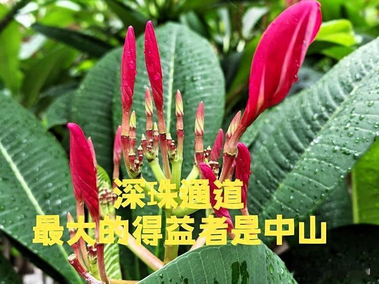 网上有人声称，反对深珠通道建设的声音，主要来自广州和中山。中山无疑是无端躺枪，实