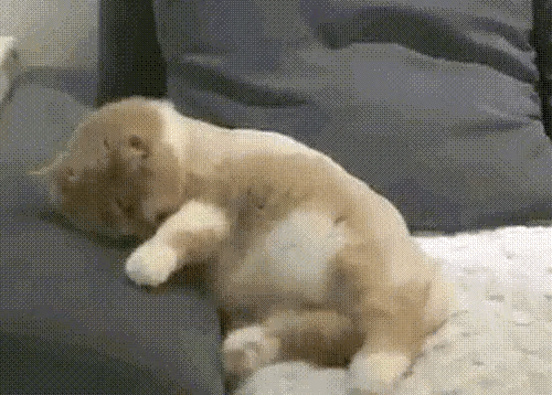 小猫咪做梦了，骑着自行车四处寻找撒尿的地方：咦！怎么就是找不到厕所呢，不行，我得