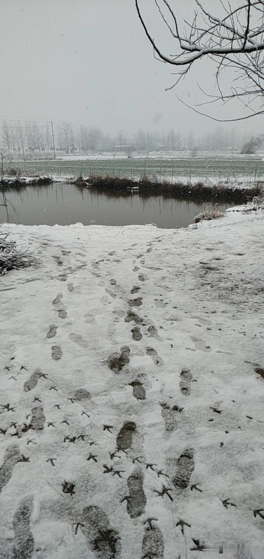 今年冬天最明显的不同，就是气温走势和往年完全颠倒。前冬暖得打破认知，三九期间，郑