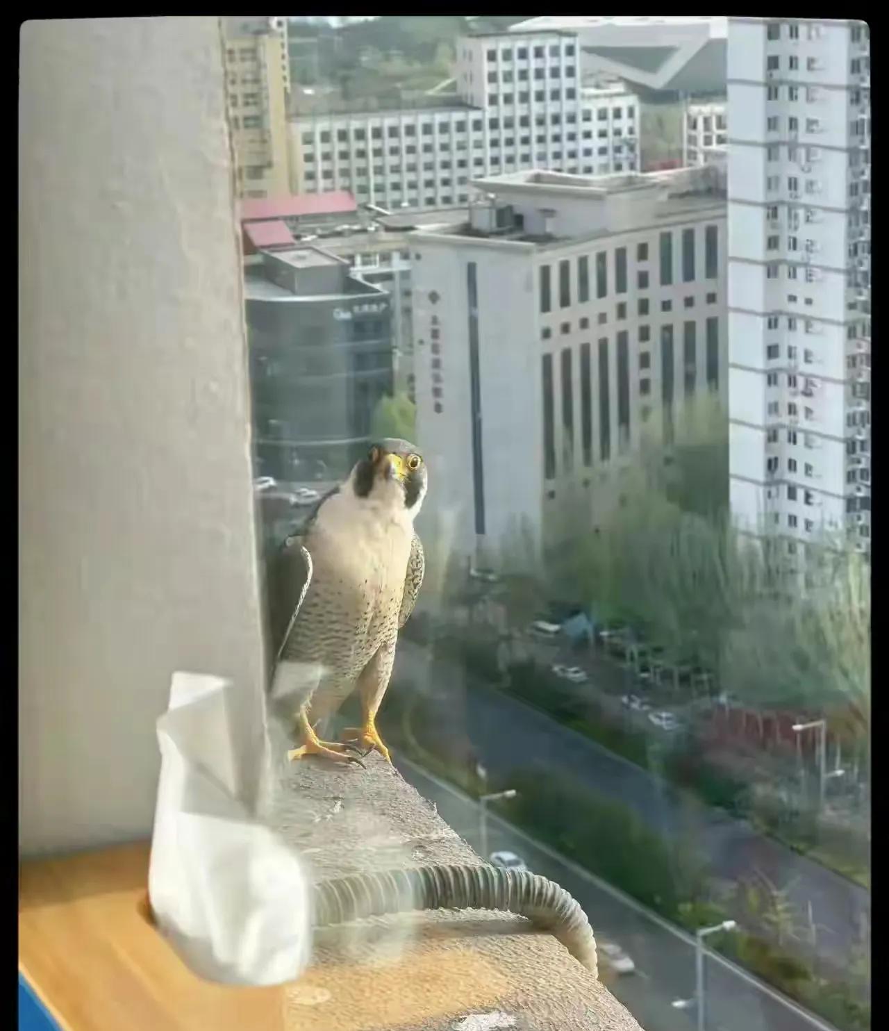 从母亲去世以后，一只鸟每天都来看她，那天猛然间回头她看见那只鸟站在那里满眼都是自