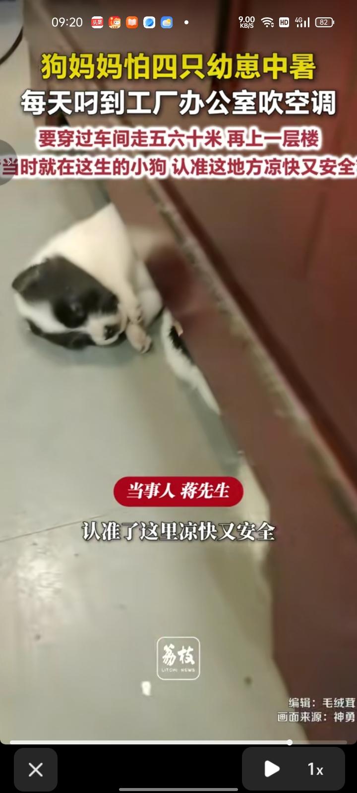 8月16日，广东广州。网友晒视频称，天气酷热，狗妈妈怕四只狗崽中暑，每天把它们叼