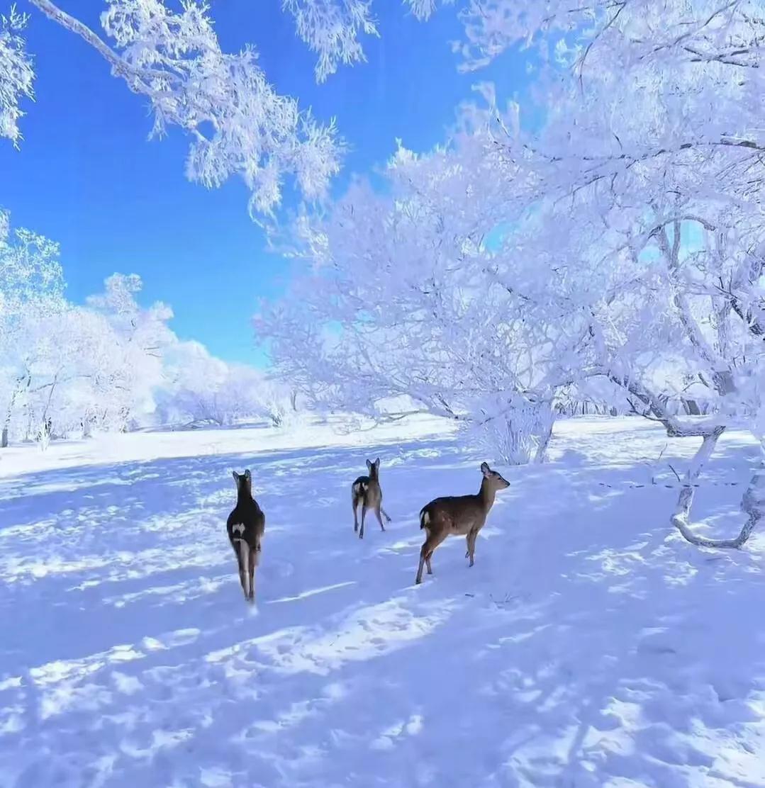 1.三九暖、四九寒的节奏反转今冬一改