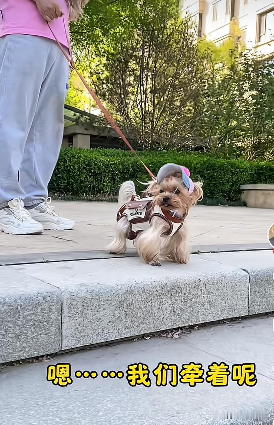 刚才看到这段小视频，狗主人牵着狗在那里站着，一个老太太过去找人家麻烦说人家狗吓着