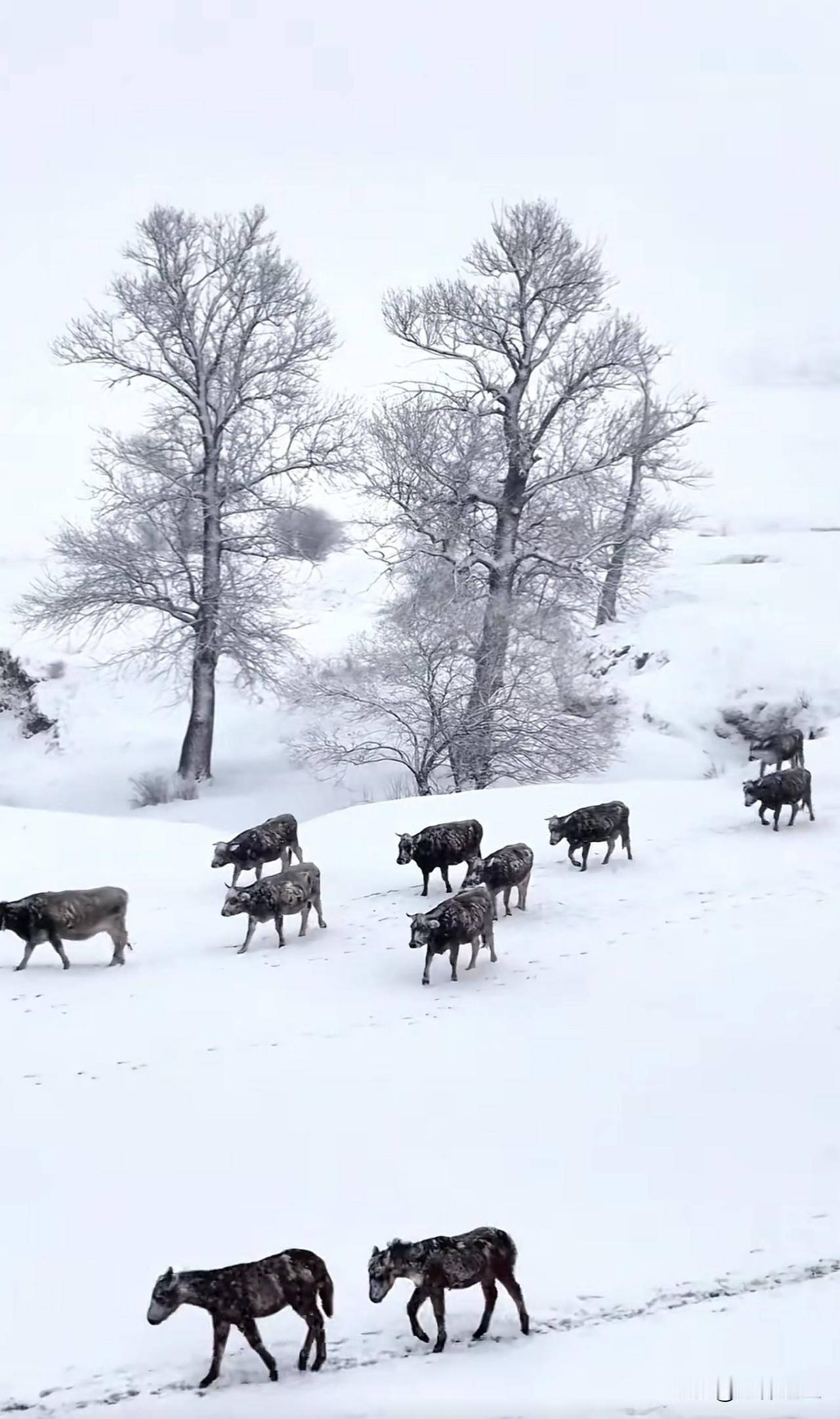 新思维：自己能抗，就别声张我们总以为，坚强是要喊出来的，是要让别人看见的。可