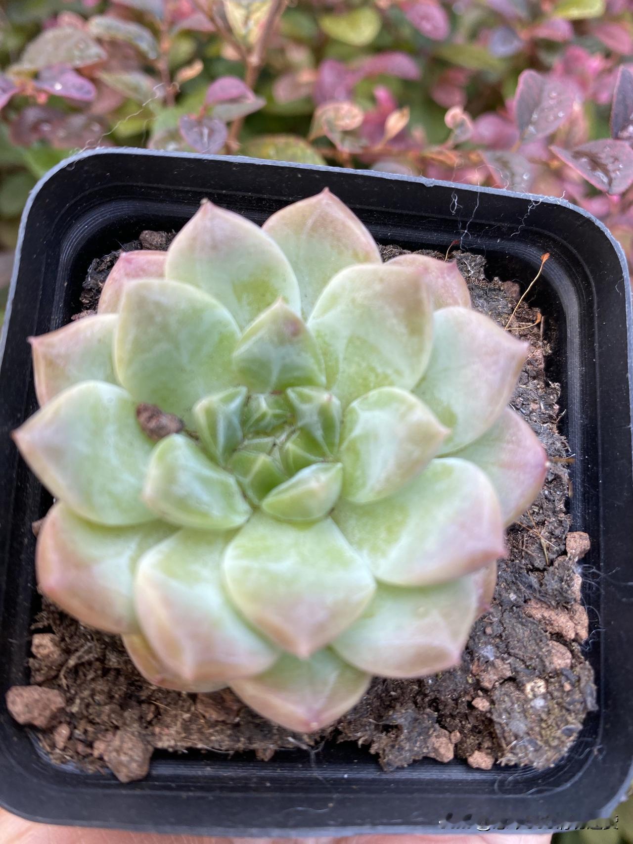 晒晒你相册里花开的图片儿吧今天又收到了支付宝赠送的多肉植物，如图1，想到10年前