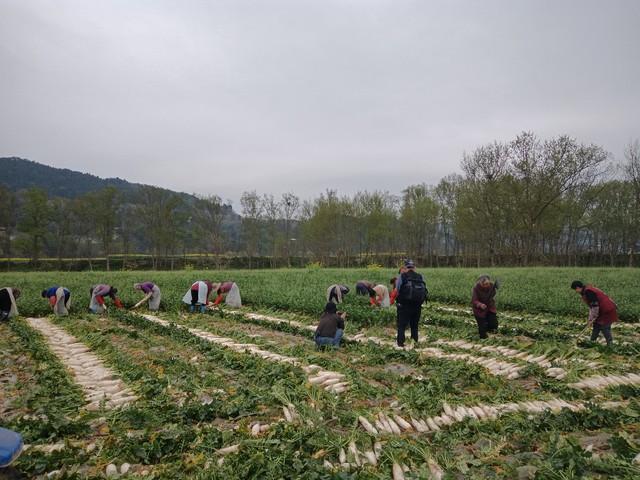 研究发现：白萝卜能在32小时内减少肠道70%的积滞，可信吗？很多人都知道