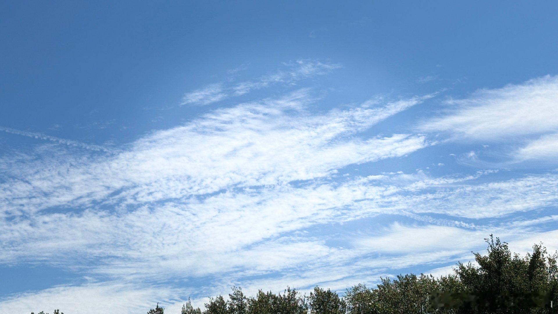 今日份的树木与天空～​​​