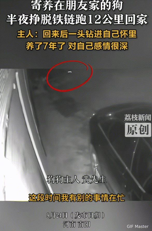 万物皆有灵性！河南，男子把养了七年的狗狗寄养在朋友家，万万没有想到半夜狗狗竟然挣
