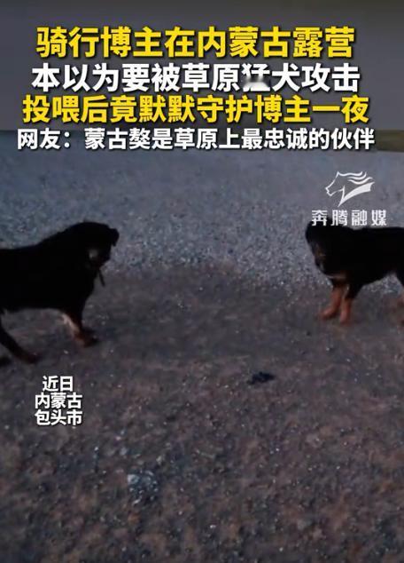 太有灵性了！内蒙古包头，一男子晚上露营时，突然遇到了两只大型猛犬，看到它们在翻垃