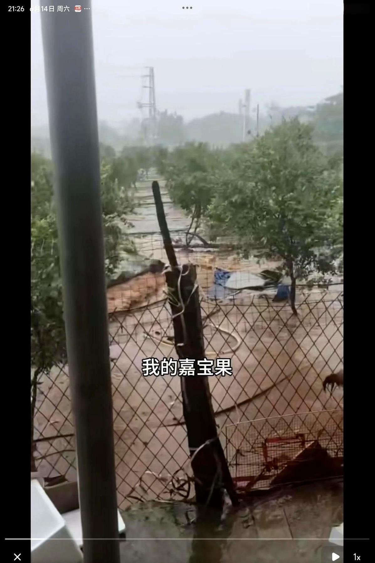 06月14日全红婵家里的果园被台风吹倒了，全红婵的爸爸直言：心很痛。台风蝴蝶吹
