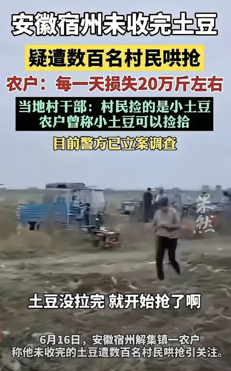 土豆遭哄抢是对人性的高估。种植户说，刚开始同意让村民们捡小土豆。但是人的欲望无止