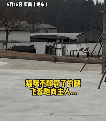 “看哭了！”6月20日报道，河南一只瘸腿猫被家人扔掉，可是当女主人找到它时，它竟
