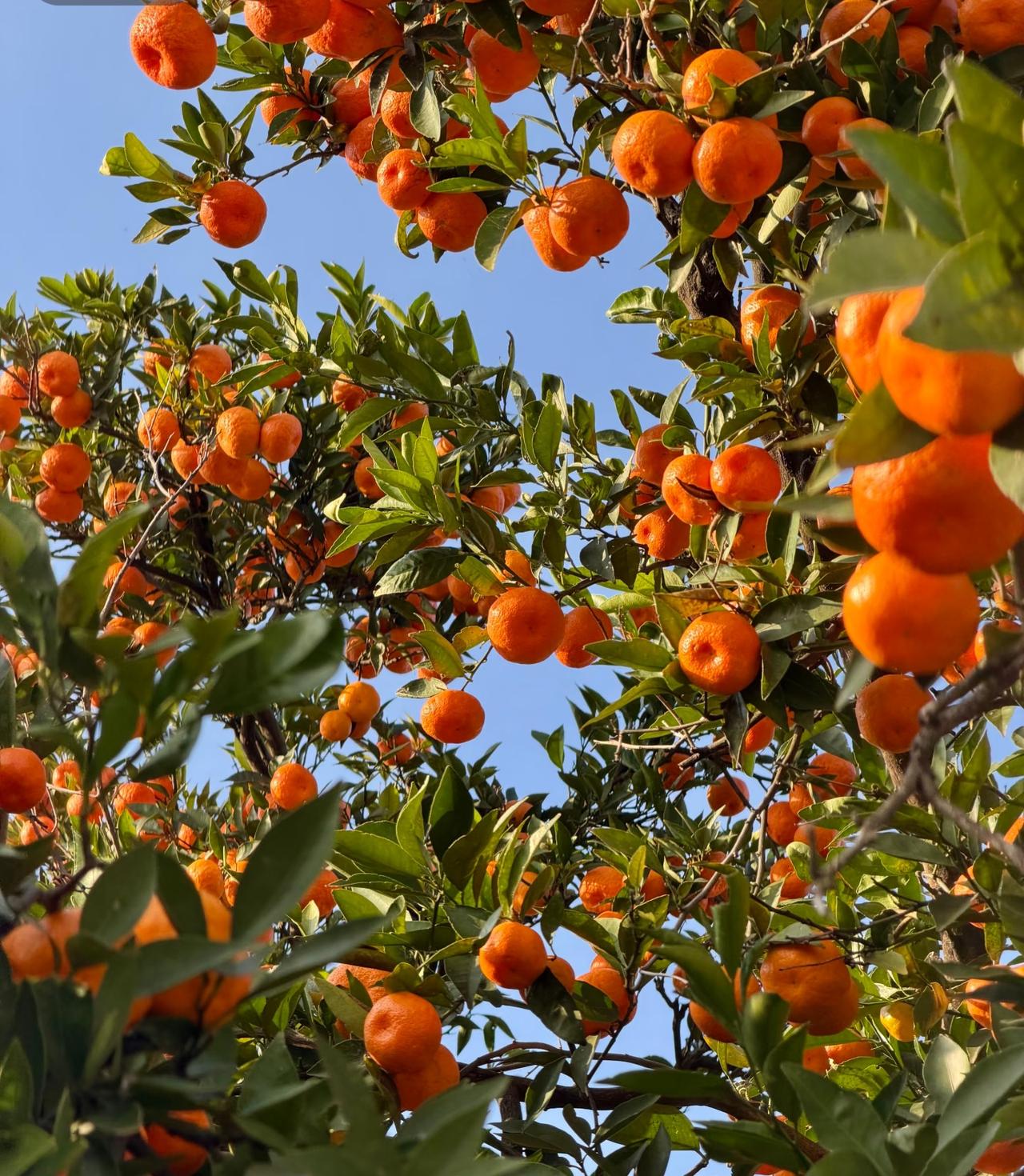 又是橘子的丰收年！吃不完，根本吃不完！橘子橘子树风景砂糖橘头茬桔子
