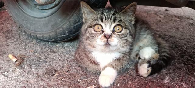 差点冲动收养了只流浪猫。看着挺可怜，喂了点吃的，孩子也特想带回来。但冷静想想，家