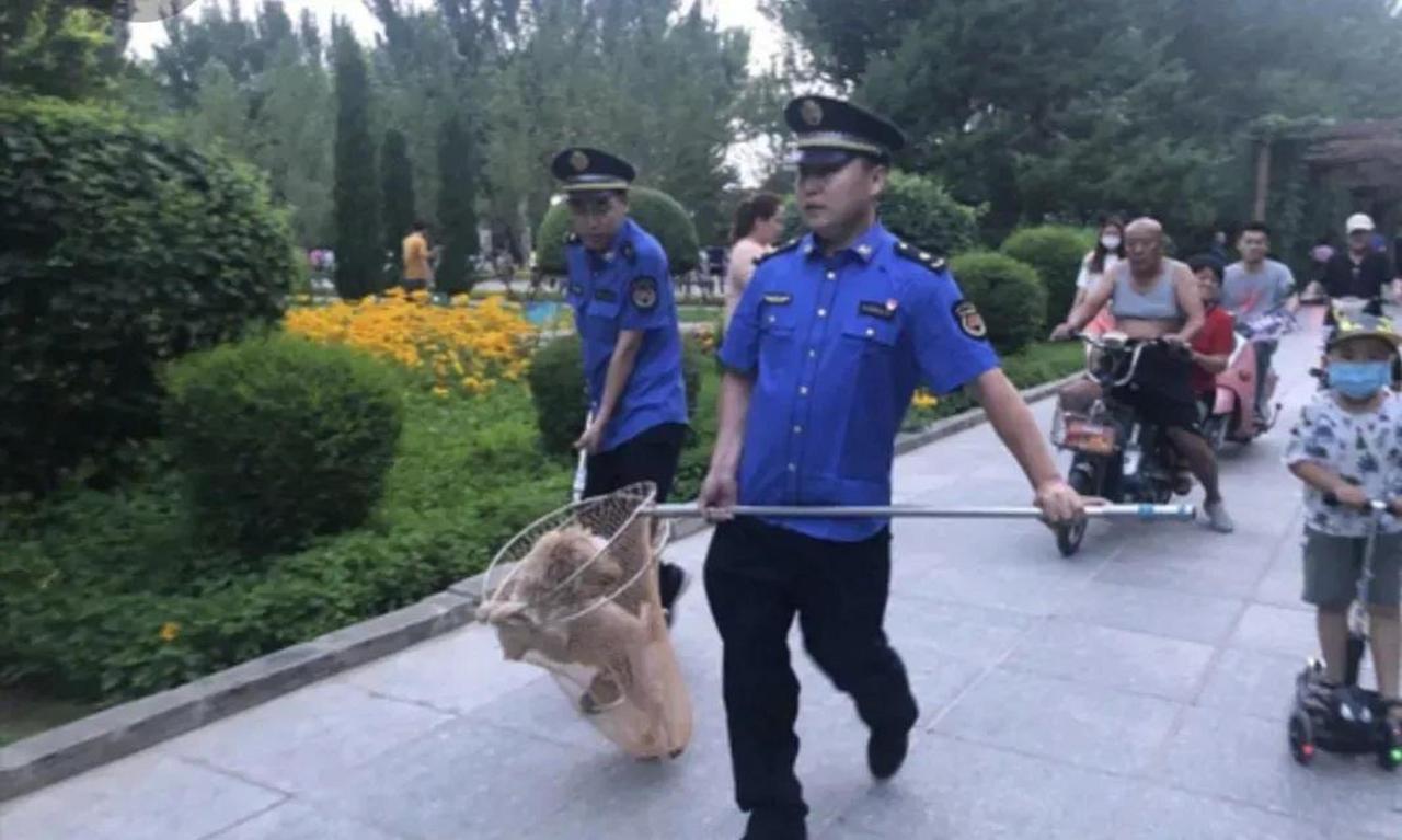 人不如狗，狗不如天鹅？郑州某狗扑咬天鹅被严打——5月4日，因郑州某公园有金毛