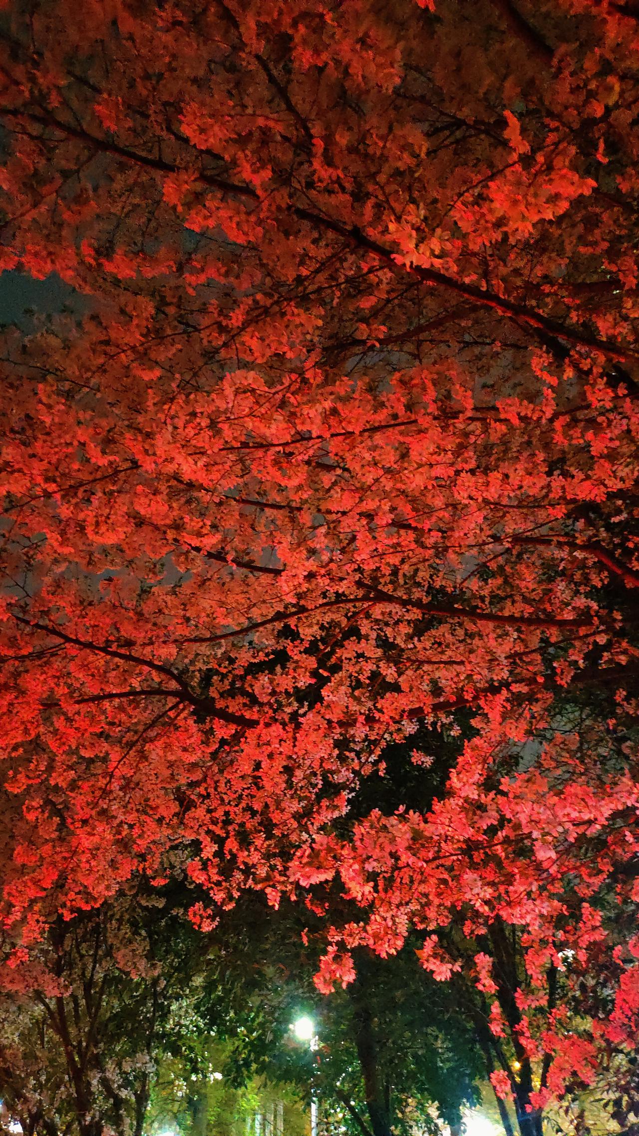 你见过夜樱吗？晚上的樱花独有一番韵味，那是不一样的浪漫。去体验一下吧
