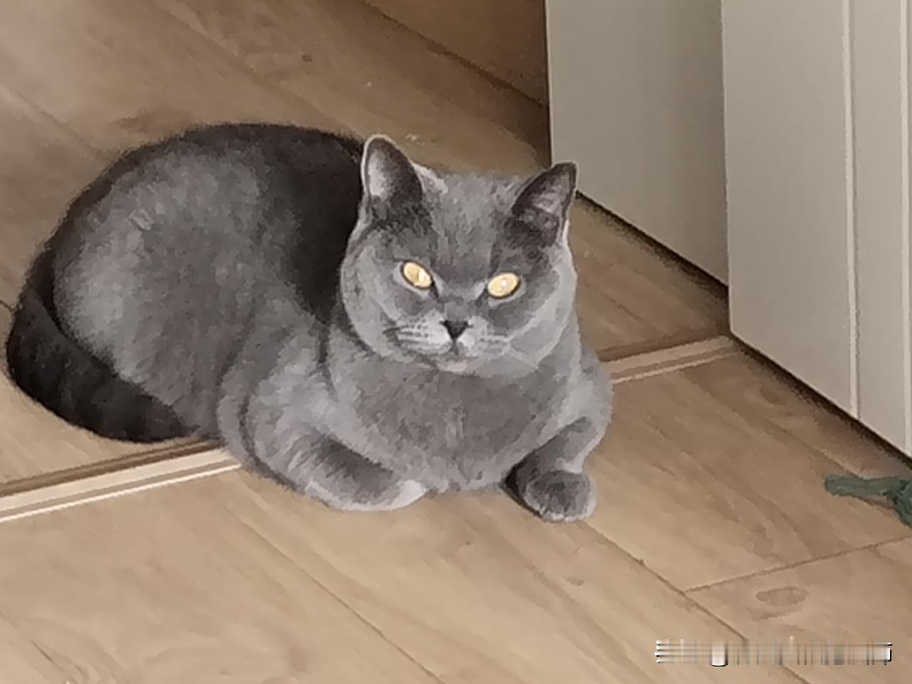 分享一张你家猫咪的照片