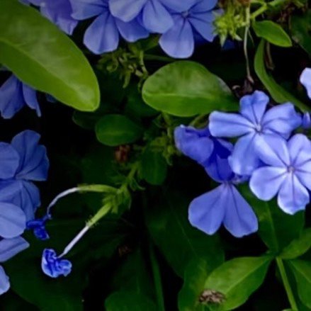 0000蓝雪花的养护方法如下：1、光照：蓝雪花喜光，每天至少需要6小时的直射光，