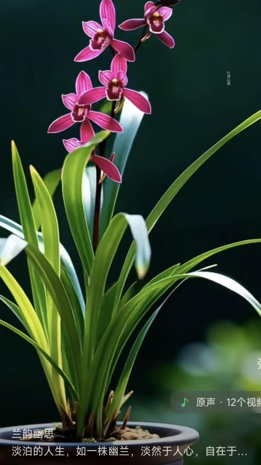 天净沙·兰韵幽思幽兰芳径烟霞，淡然心性无瑕，默默芳华自雅。无人亦赏，