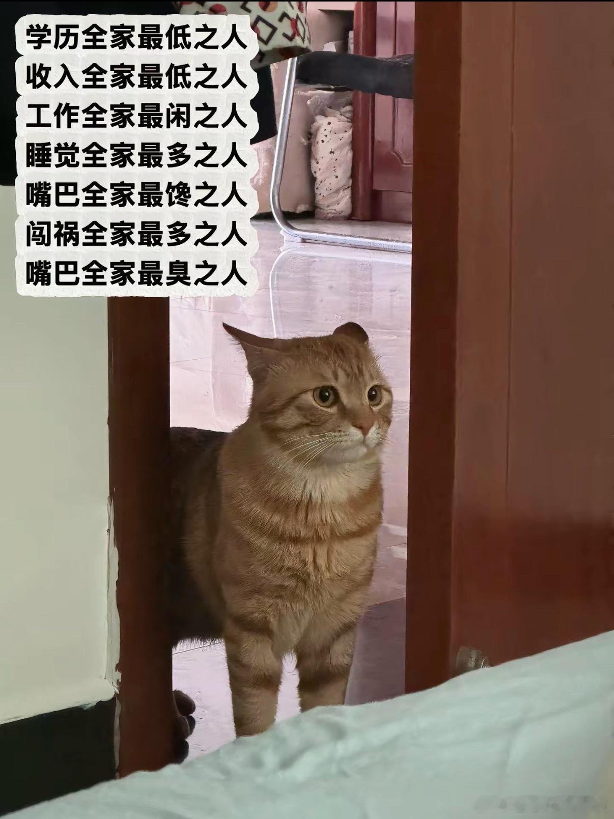 压力一个小猫咪？