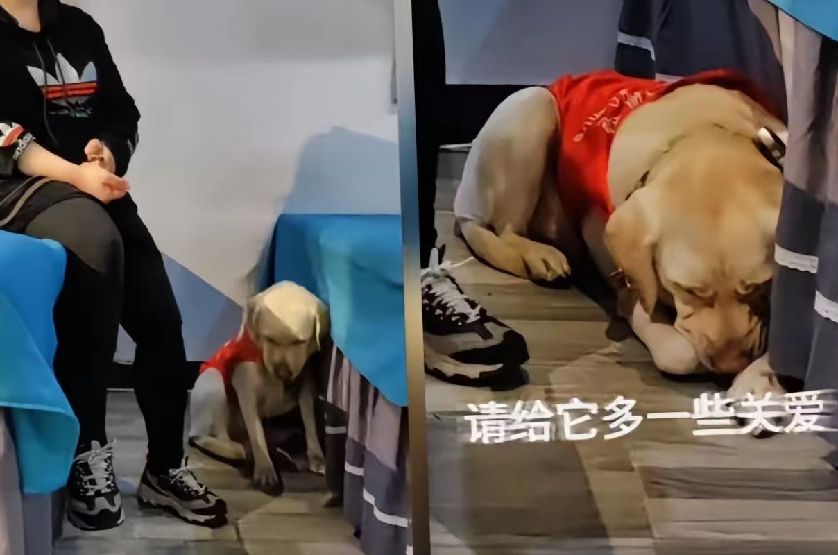 原来导盲犬芬迪真的不开心，不信你就看，它在按摩店里的日常，它总是趴在地上的，