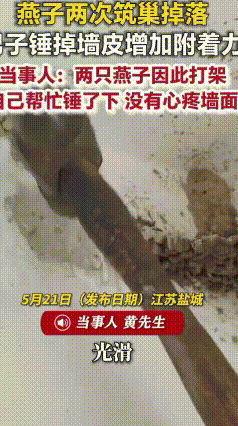 江苏盐城大哥暖心出手，特意凿墙帮燕子安稳筑巢江苏盐城的黄先生遇到一件暖心小事。