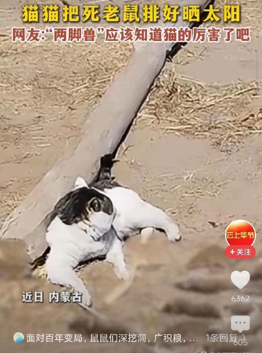 破防了！内蒙古，一只花头猫躺在玉米地里，面前整整齐齐摆了4排死老鼠，看完评论区泪