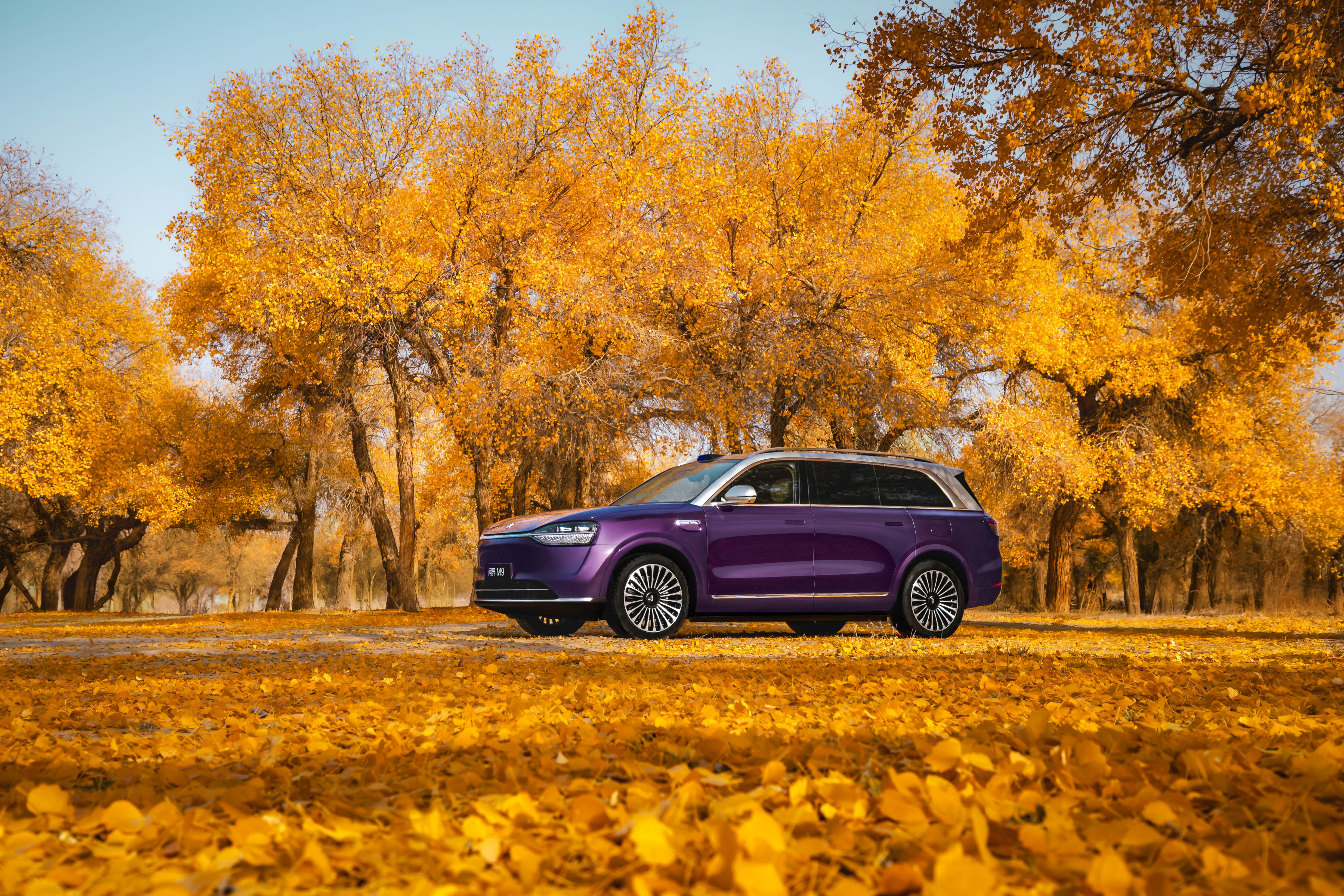 当AI看到这组银境紫M9的图给出的描述：当胡杨将秋意熬成一整片鎏金的海，银境紫便