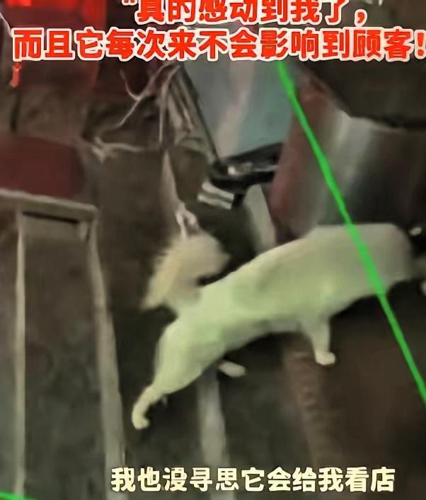 万物有灵！吉林，一烧烤店老板娘多次投喂流浪狗，谁知，流浪狗趁她每天收摊后，又来店