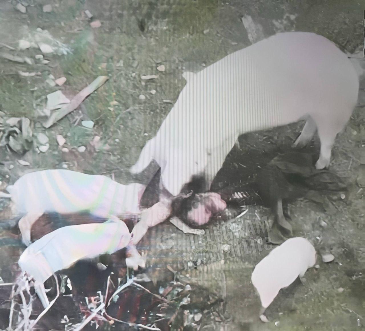 乌克兰拍到四只猪在吃东西