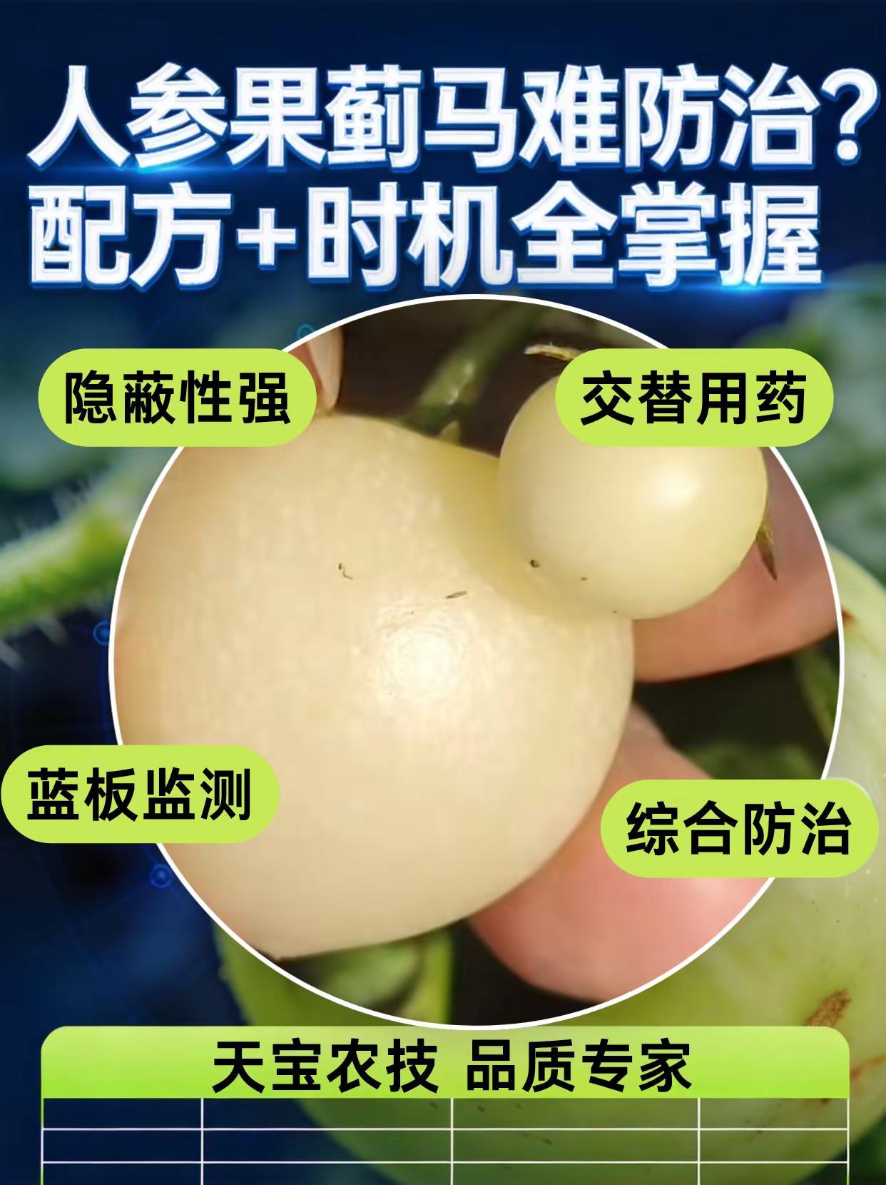 人参果蓟马难防治？配方+时机全掌握。人参果种植蓟马