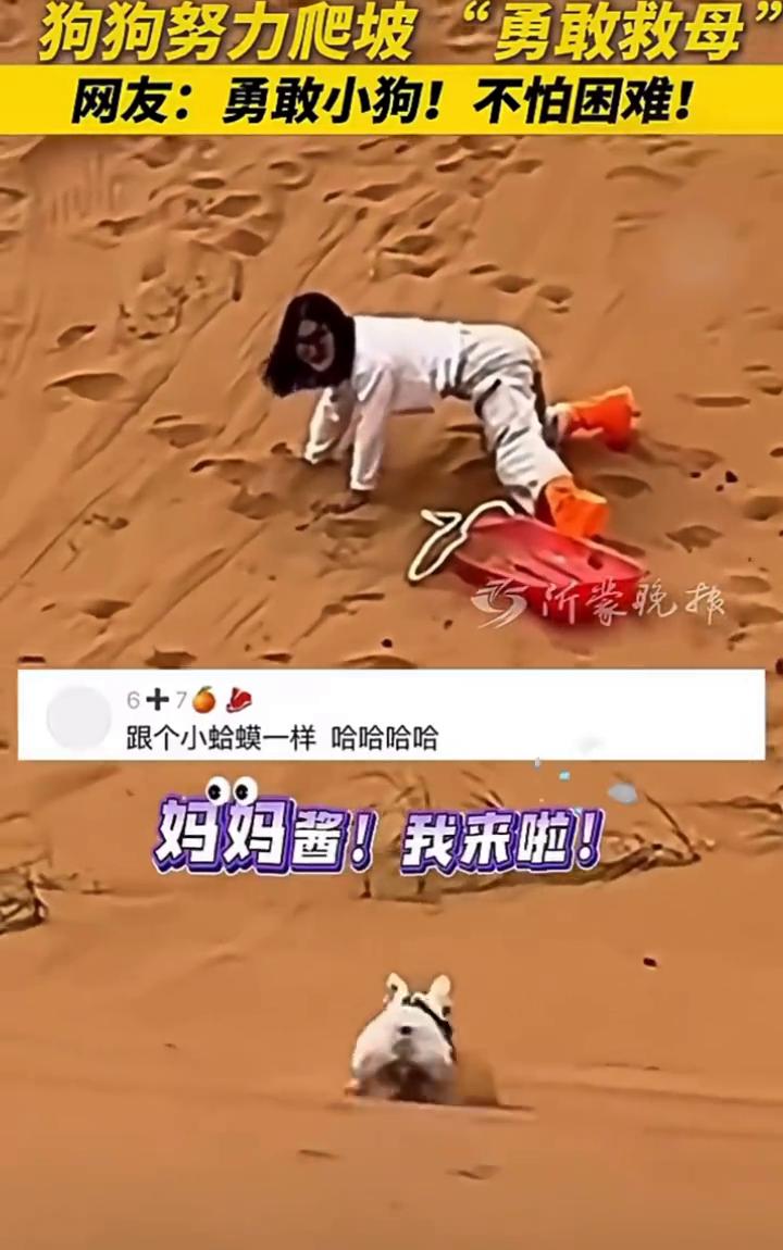 狗狗努力爬坡"勇敢救母。网友：勇敢小狗！不怕困难！近日，内蒙古阿拉善。救我救我