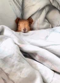 救命！！原来小松鼠睡觉也会翘jiojio呀！像个小宝宝一样诶！真是可爱死了！！