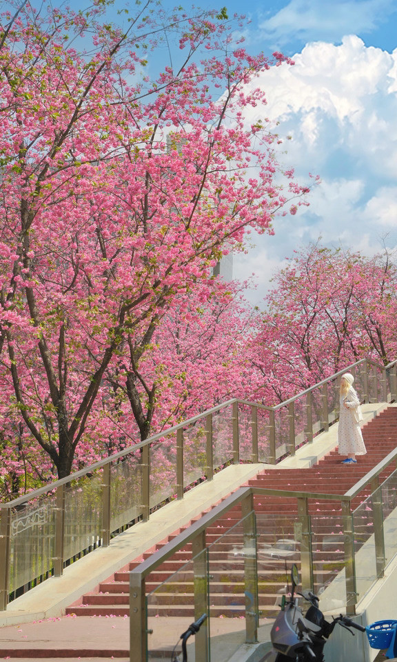 在昆明！！唯一通往春天的阶梯🪜被震撼！！