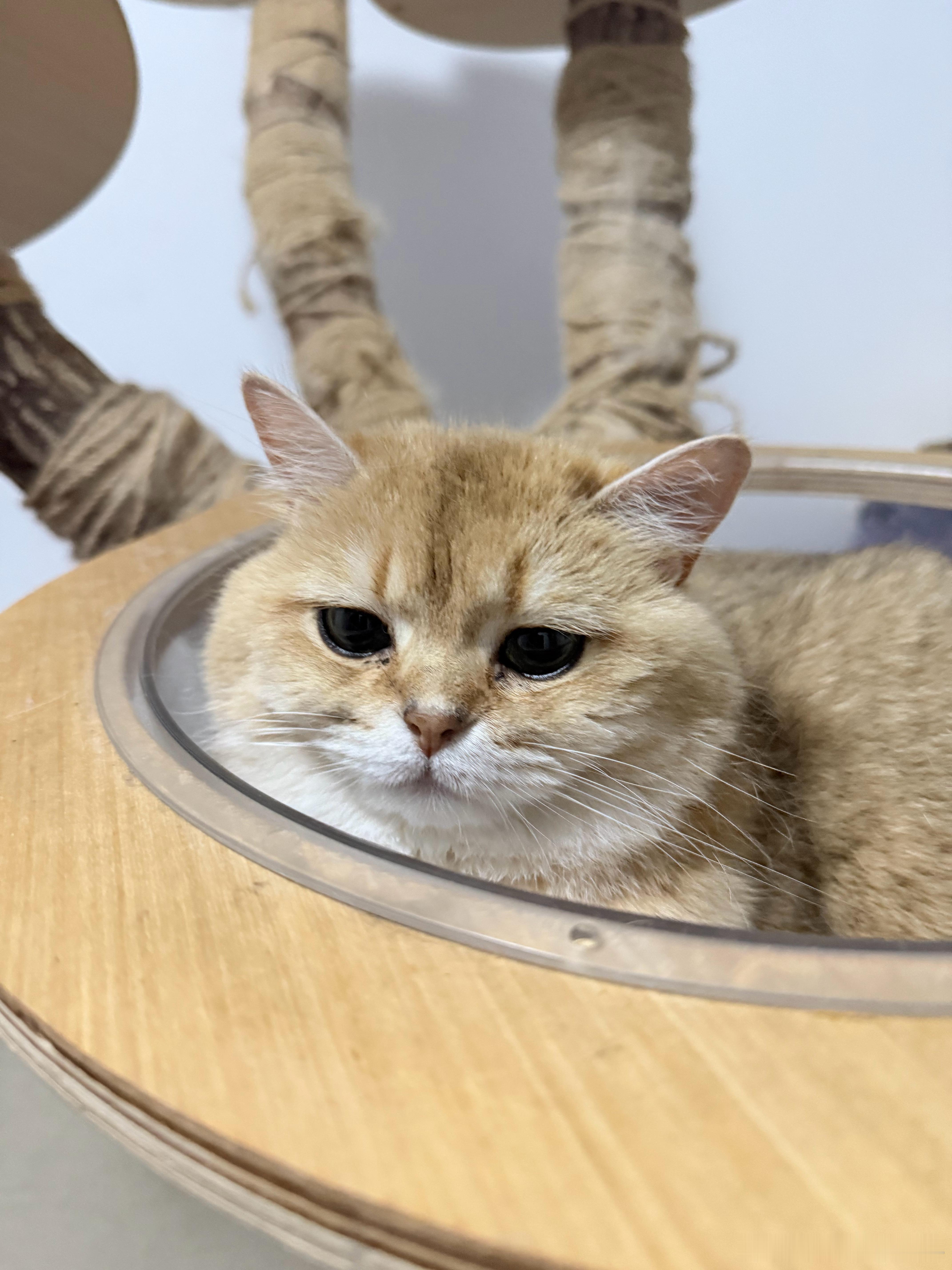 委屈萌宠猫咪