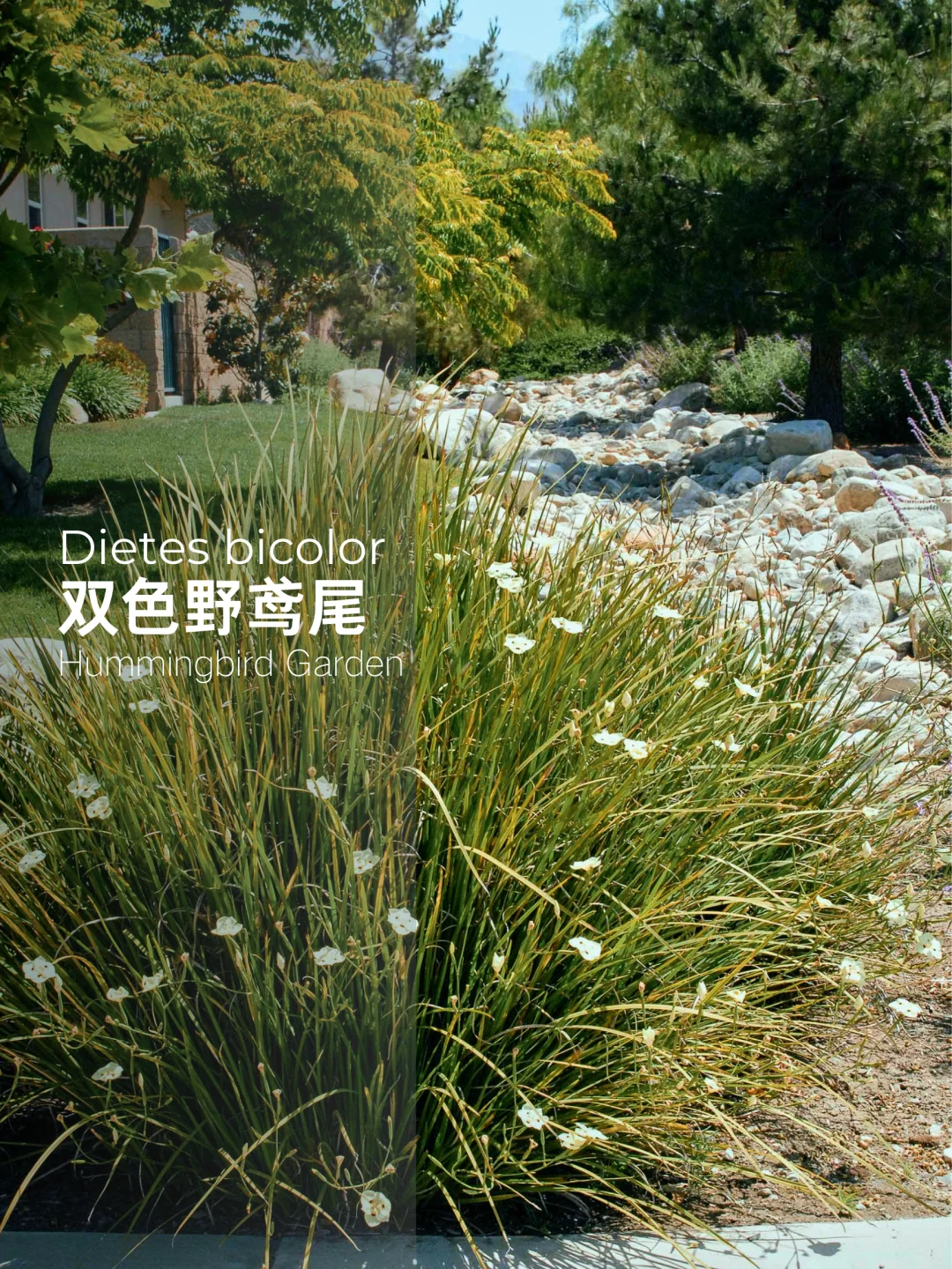 春夏花园耐热喜湿耐旱直立-双色野鸢尾