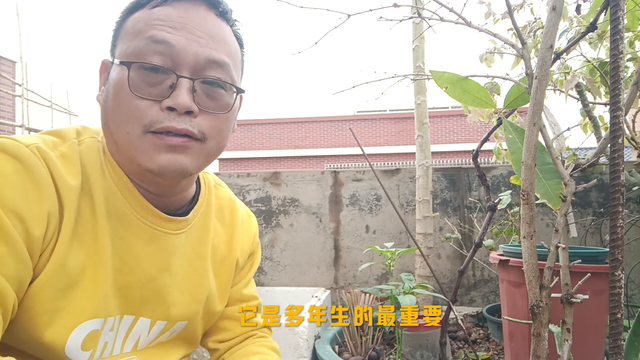 香茅草又叫柠檬草, 家里有老人小孩, 一定要种一棵