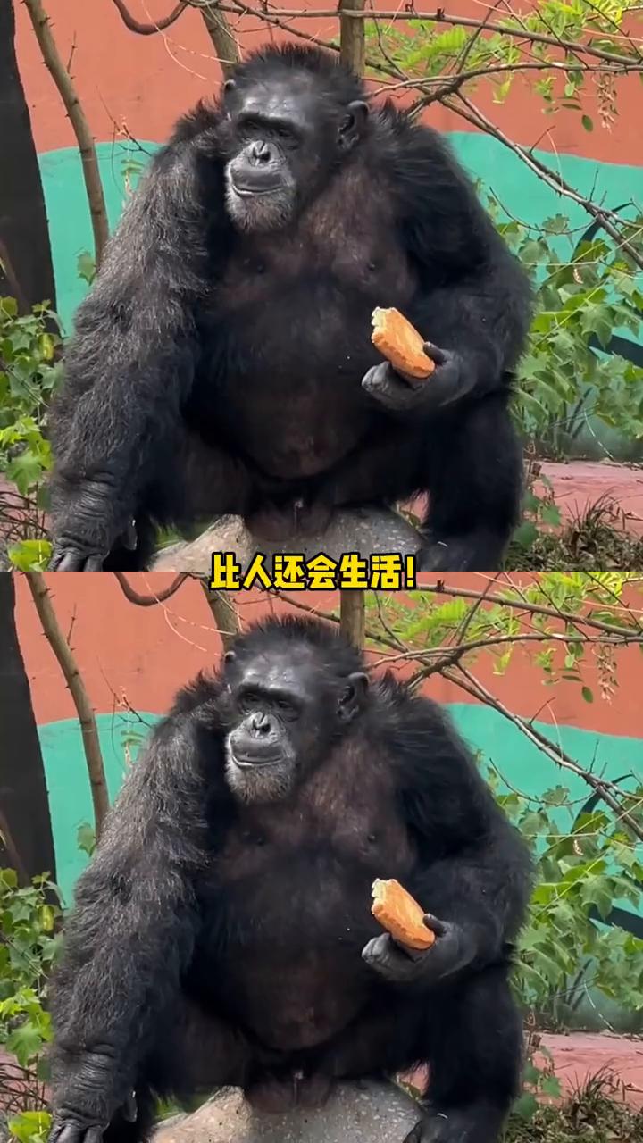多一步上班少一步上桌，进化也讲究点到为止。刷到一只生活在重庆动物园的黑猩猩渝辉，