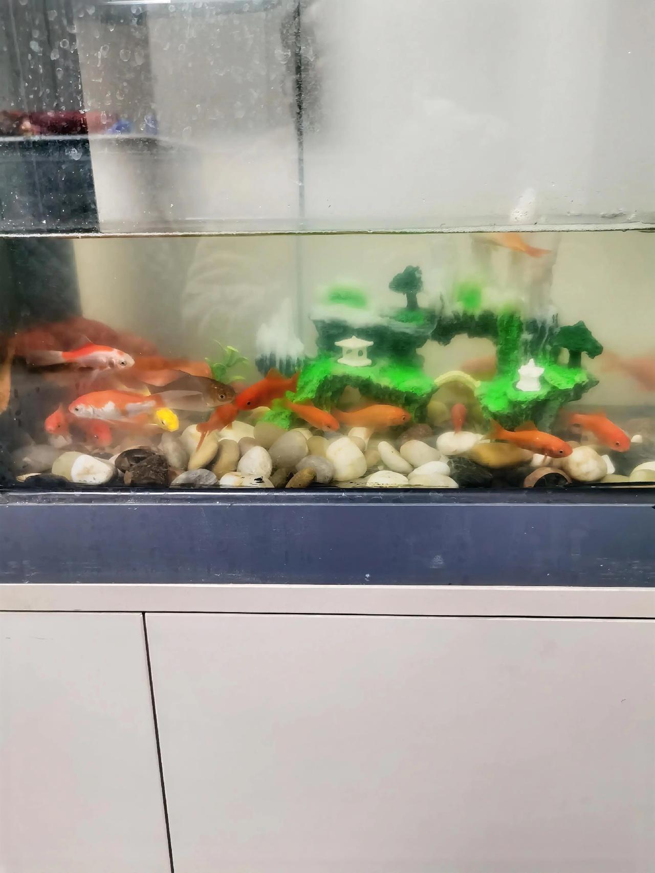 我家客厅有一小鱼缸，几个月来，换了几批小金鱼了，家里的“一把手”喜欢养，但养一批