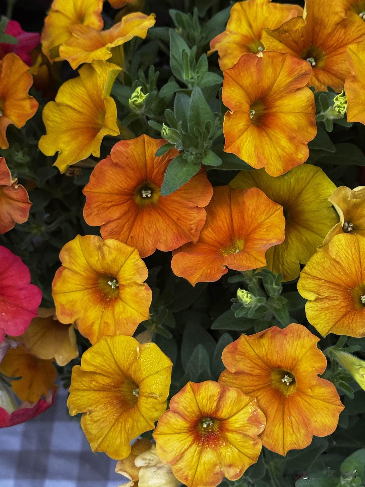 我觉得杨乐乐这事，真的就是心态问题。她已经拥有了90%女性一辈子都得不到的东西：