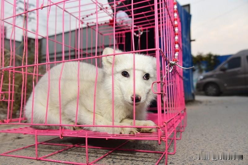 “把它放生了”这句话听起来像是把狗狗遗弃在某个地方，也就是俗称的“放生”——但狗