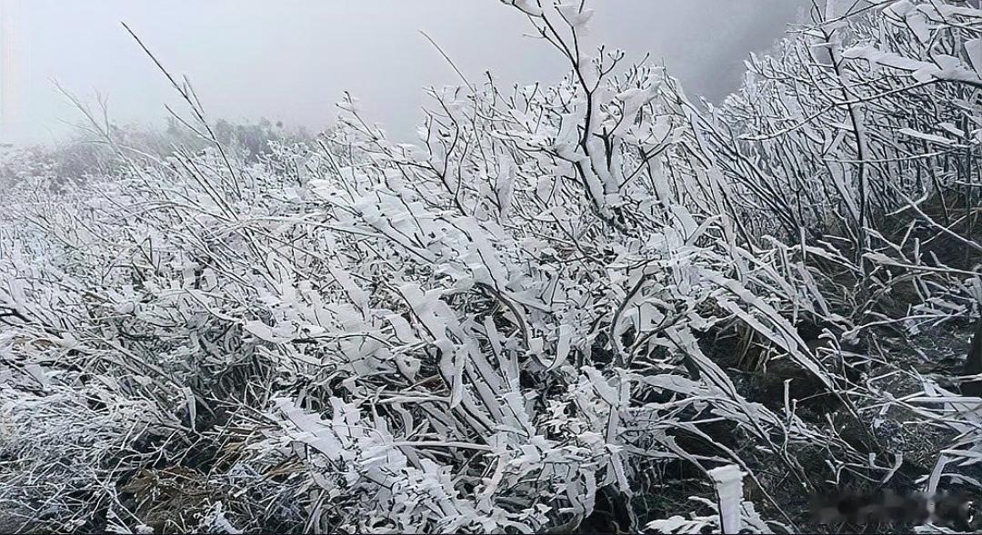 广东这波降温也太猛了！一夜直接“速冻”，清远连山金子山顶直接跌到-1.2℃，成了