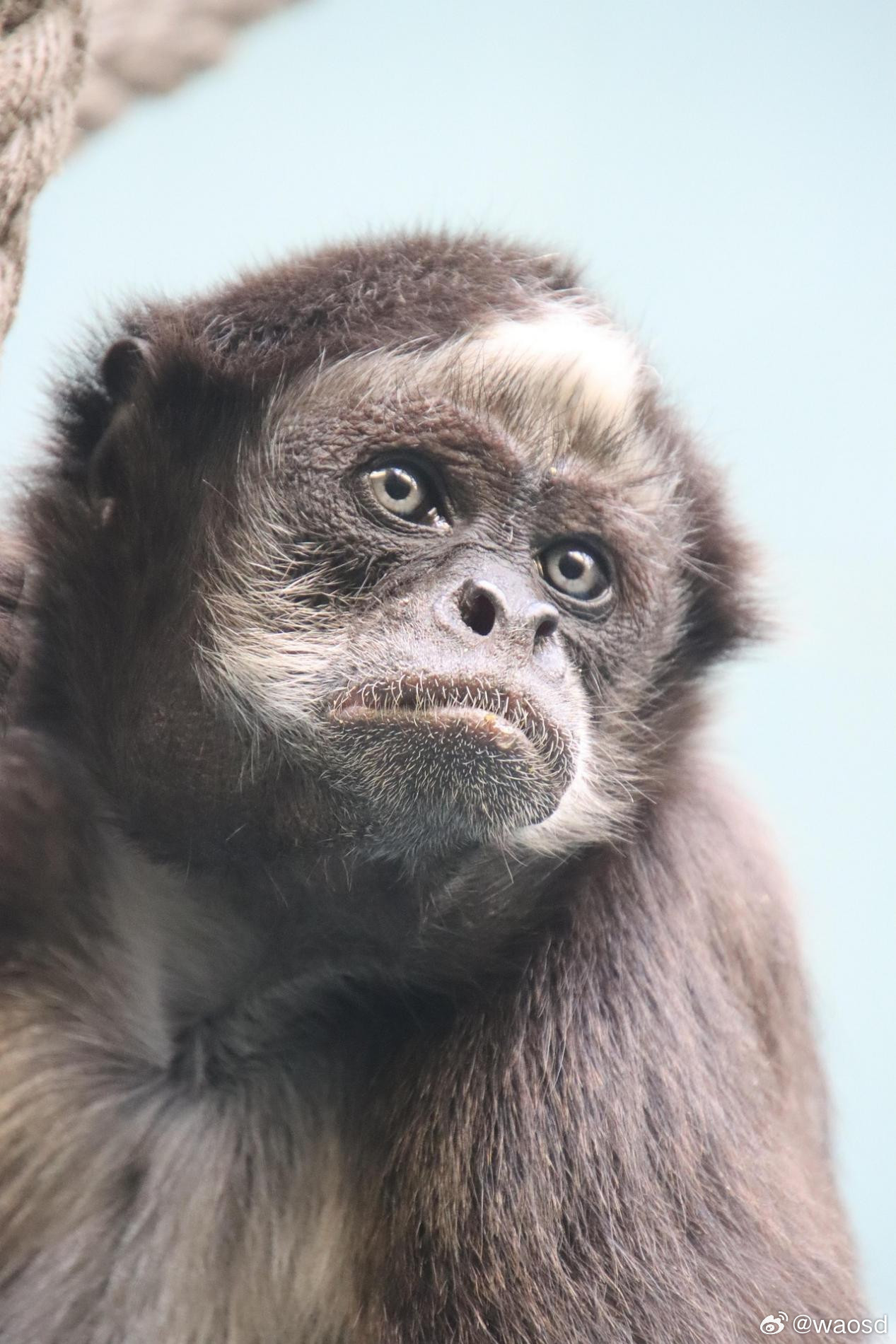 中国独有，仅存35只，每一只出生都是新闻。极危物种它们是唯一中国特有的类人猿。