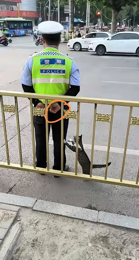 这个警察感动了所有人……有一只流浪的小奶牛猫常为食物发愁交Ｊ每日在此
