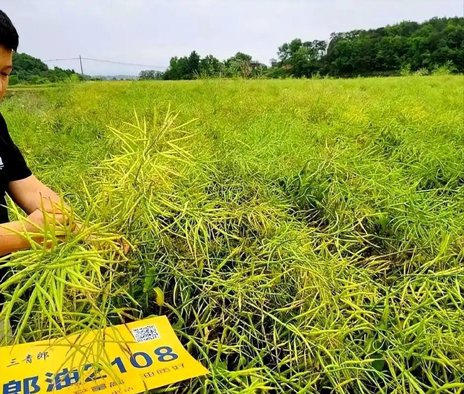 “不卖中国，还不能卖别人？全世界就中国吃菜籽油？”就在中国宣布对加拿大油菜籽，征