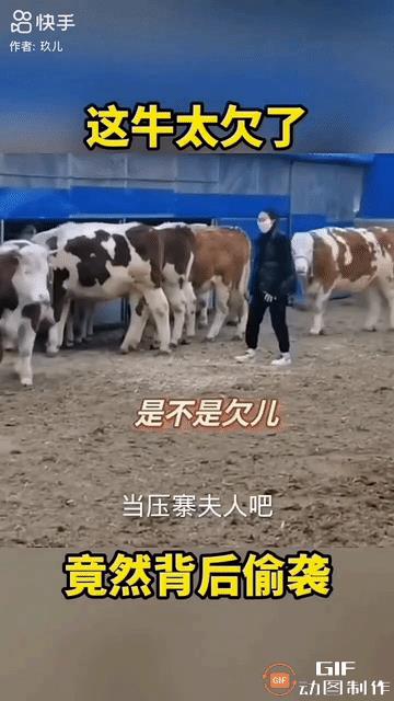 女主人到牛场查看的时候，一头小牛佯装很乖地在吃草。女主人刚从它身旁走过，它就调皮
