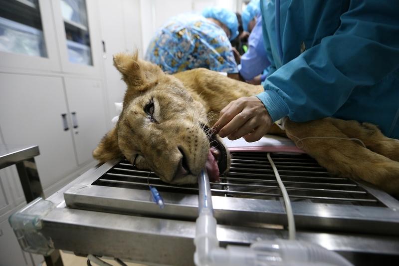 心跳停跳40分钟！医生徒手按压2000次：天啊，竟然救过来了“心电图拉成直