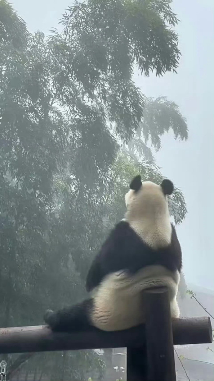 车若初见人人都有烦恼，国宝也不例外