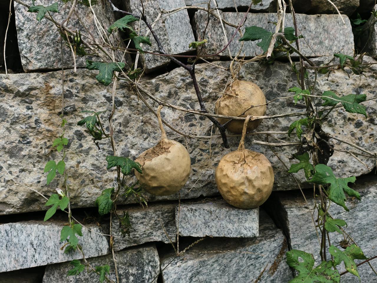 这就是瓜蒌（栝楼、吊瓜），正宗传统中药材。葫芦科攀援藤本，叶片掌状分裂、带卷须，